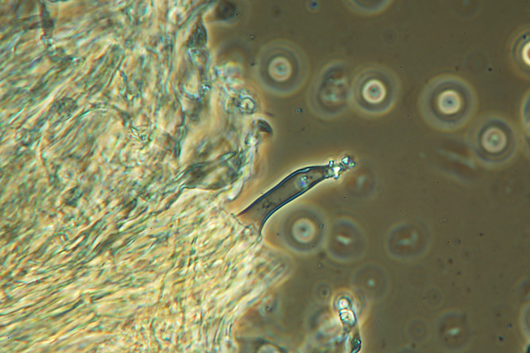 Crosta macchiata....- foto 6914 (Rigidoporus sanguinolentus)